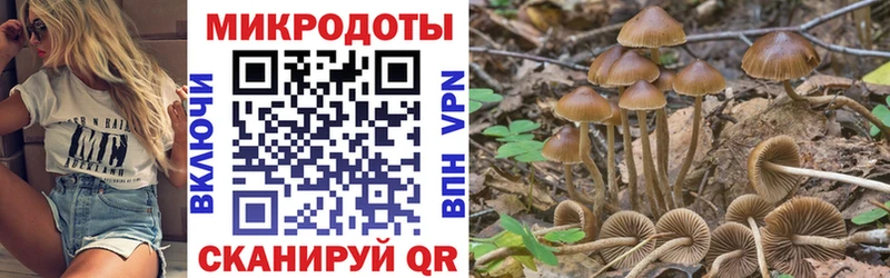Галлюциногенные грибы Psilocybe  Биробиджан 